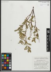 Foto von Salix myrtillifolia Anderson